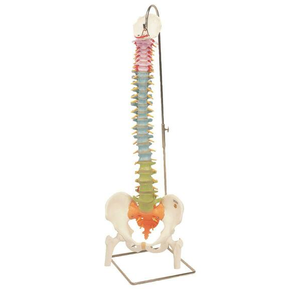 Fabrication Enterprises Anatomical Model - Flexible Spine Didactic with Femur Heads 963481